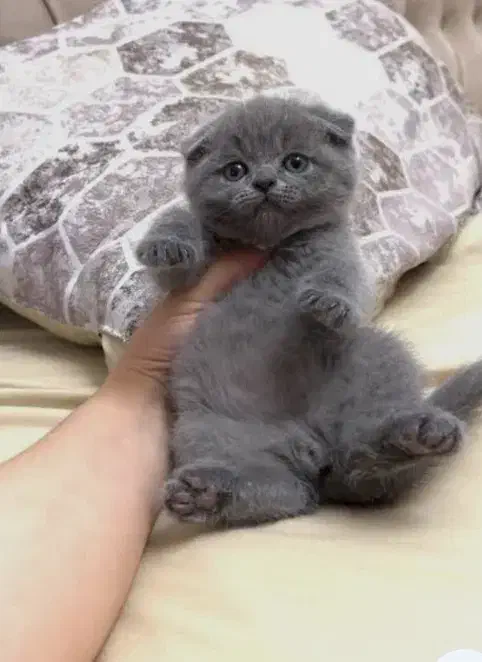 اسکاتیش شرت هیر /مو مخملی چشم جغدی/۲ماهه|گربه|تهران, شهران شمالی|دیوار