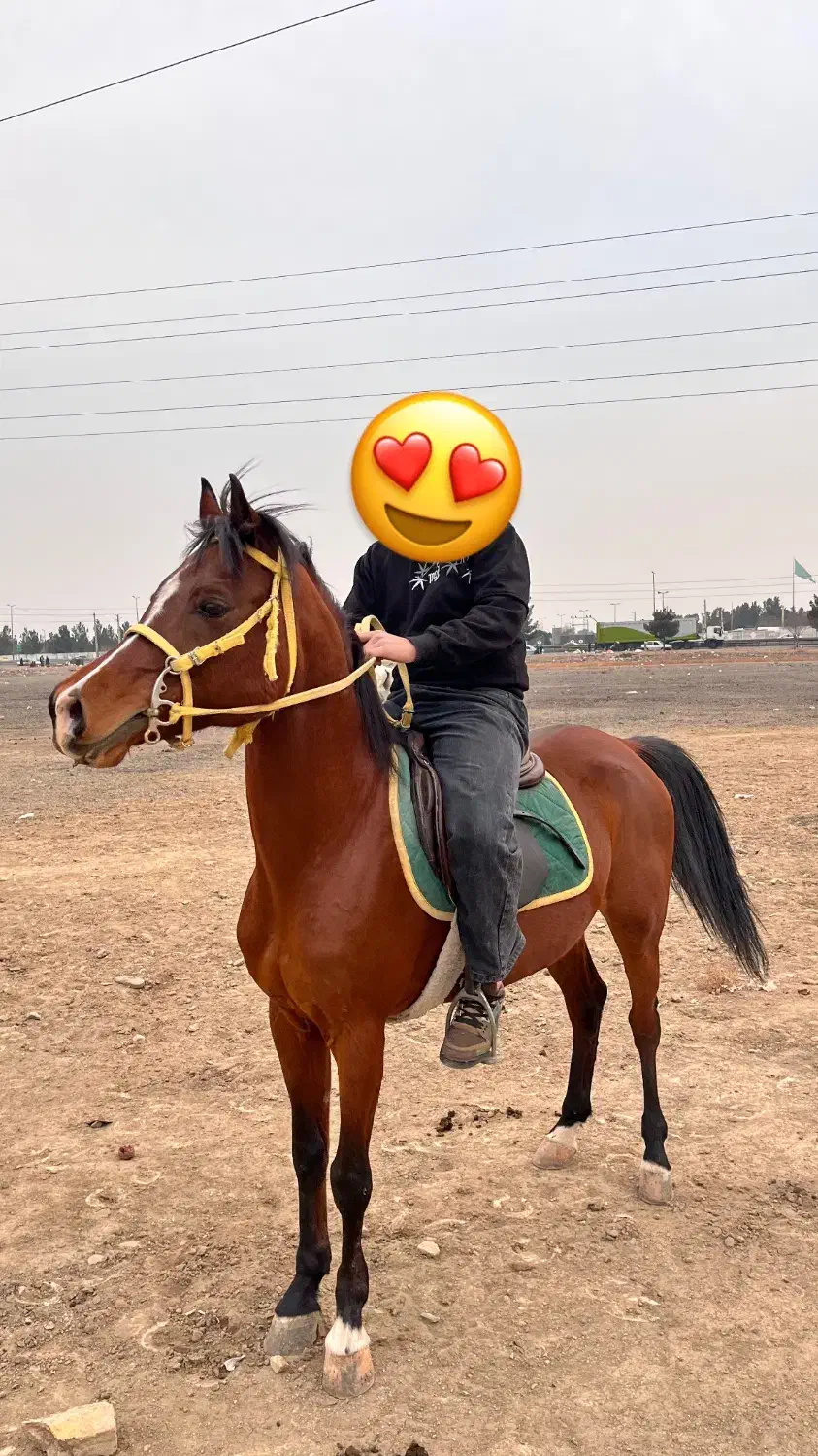 اسبعربمصری|اسب و تجهیزات اسبسواری|باقرشهر, |دیوار