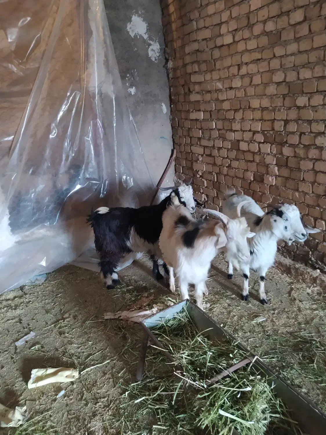 تویشک|حیوانات مزرعه|بیرانوند, |دیوار