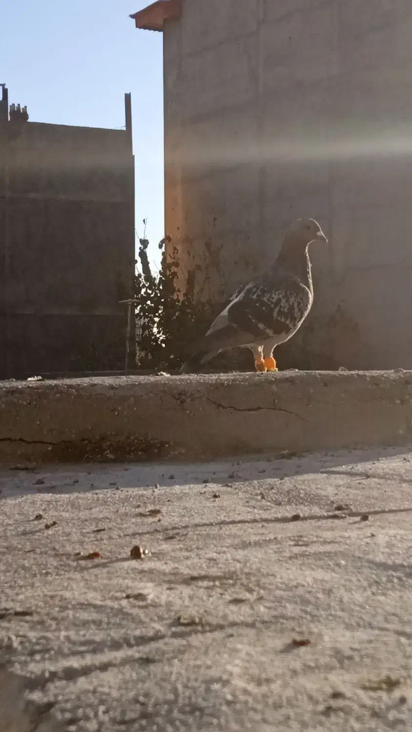 کفتر هوایی کبوتر بوم|پرنده|طرقبه, |دیوار