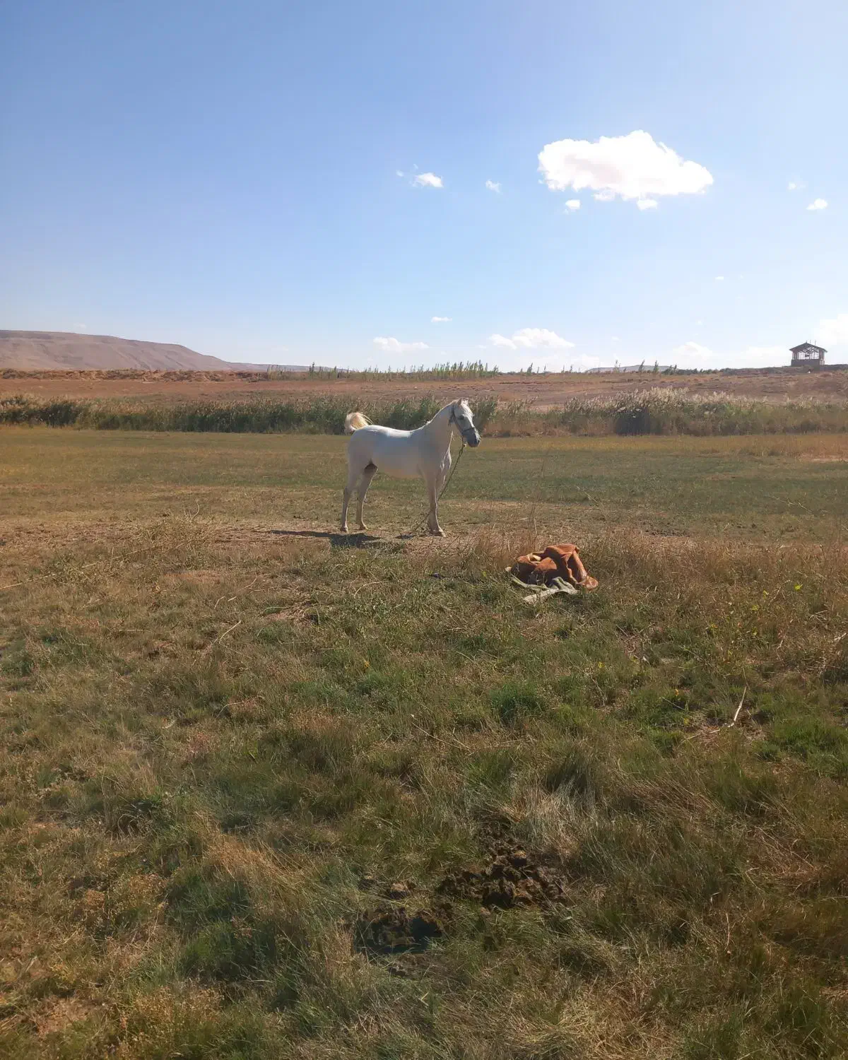 مادیان کوردی|اسب و تجهیزات اسب‌سواری|نظر کهریزی, |دیوار