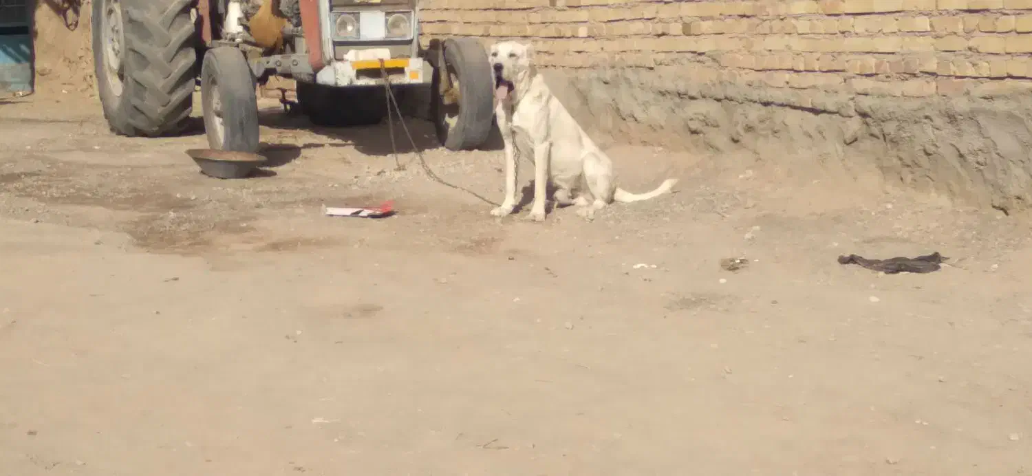 سگ به شرط|سگ|جوین, |دیوار