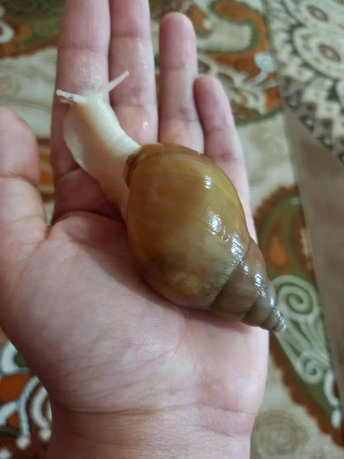 حلزون آلبینو|خزنده|تهران, مینای جنوبی|دیوار