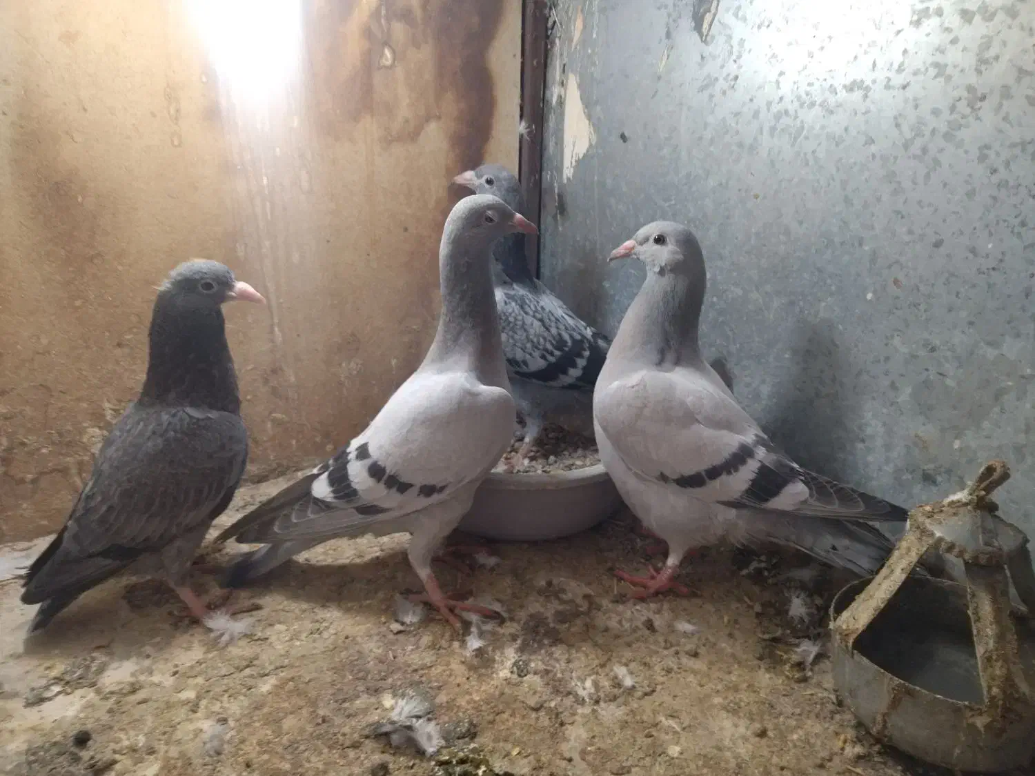 جوجه المانی|پرنده|مشهد, ایثار|دیوار