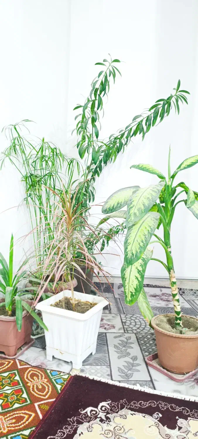 گل های طبیعی زینتی ب فروش میرسد|گل و گیاه طبیعی|مشگین شهر, |دیوار