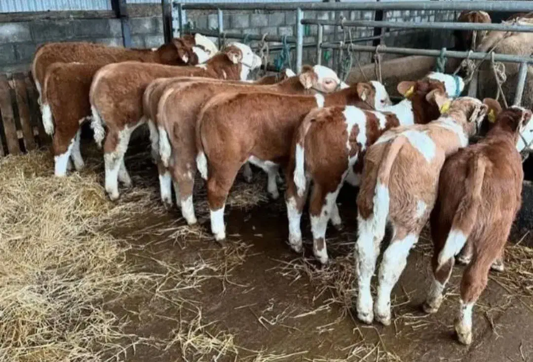 معاوضه گوساله با پرواری|حیوانات مزرعه|اقبالیه, |دیوار