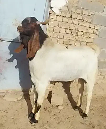 نر بز پاکستانی اصیل|حیوانات مزرعه|آشخانه, |دیوار