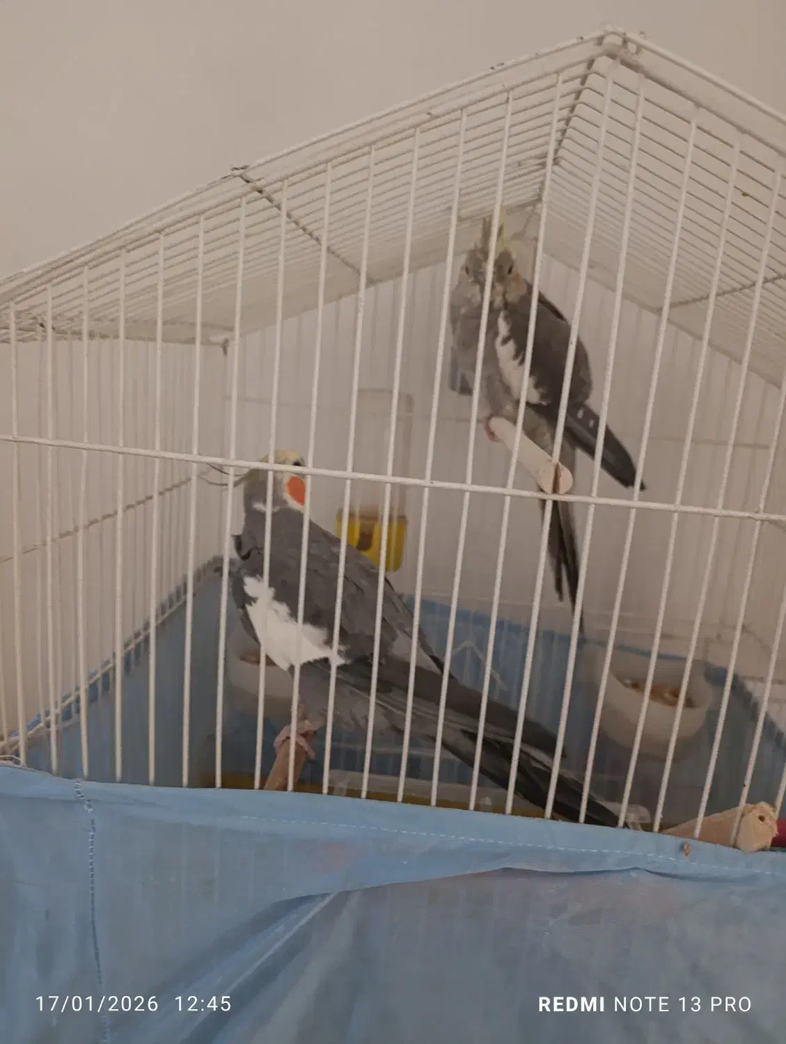 دوعدد عروس هلندی|پرنده|تهران, شهرک رضویه|دیوار