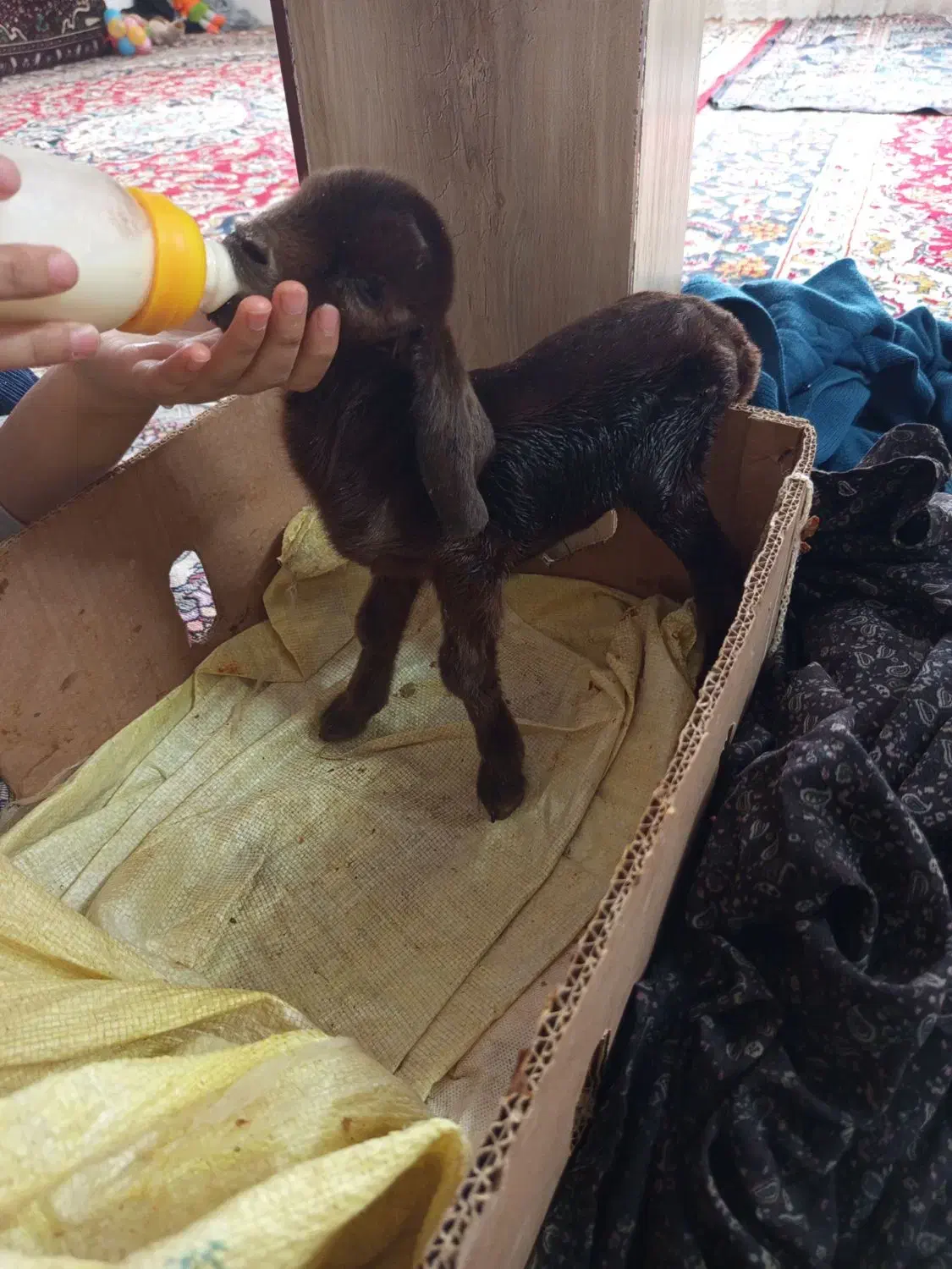 بزقاله نره|حیوانات مزرعه|تربت جام, میان جام|دیوار