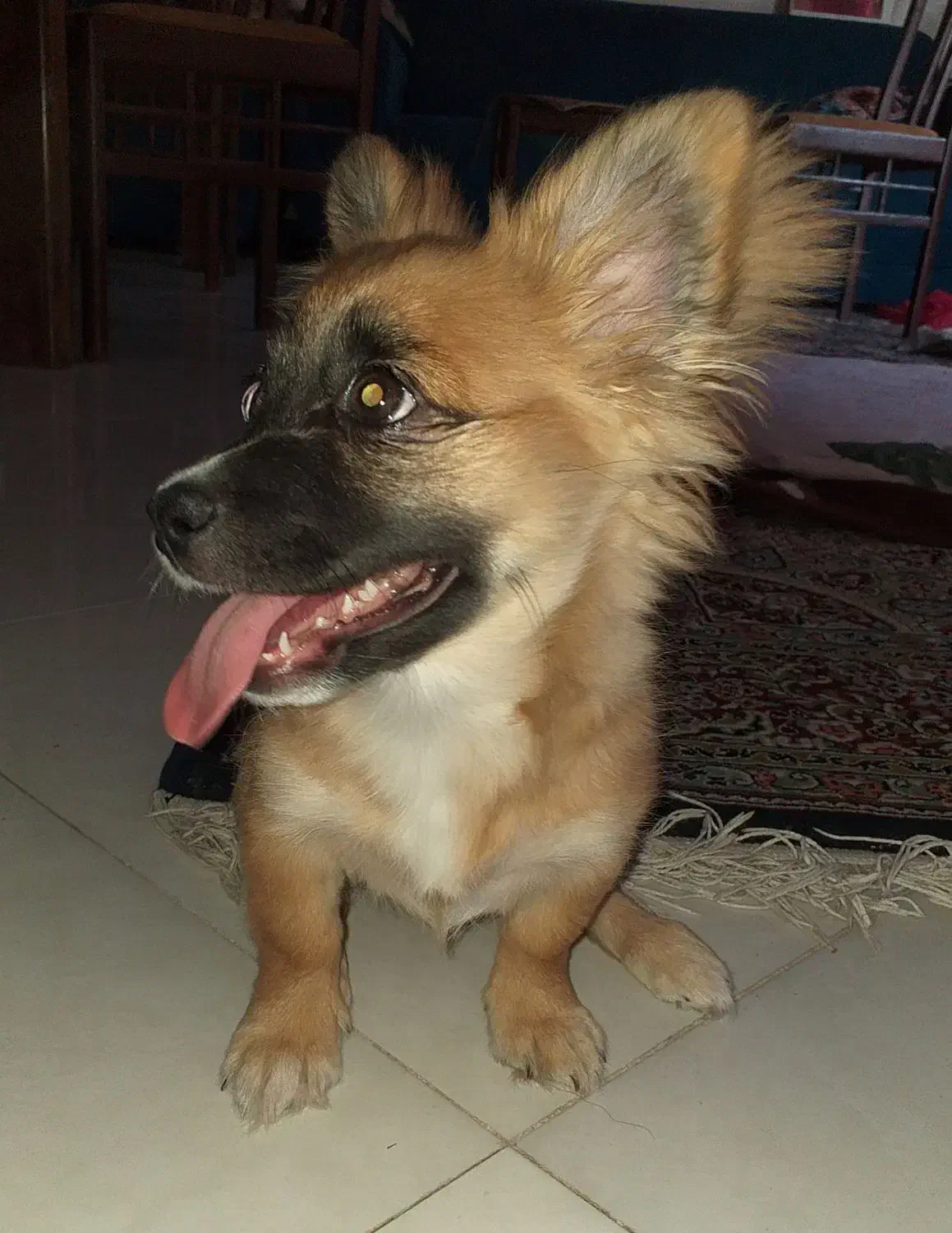 سگ پامر اشپیتز ۵ ت|سگ|کرمان, |دیوار