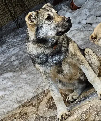 توله ماده ۵ ماهه|سگ|بستان آباد, |دیوار