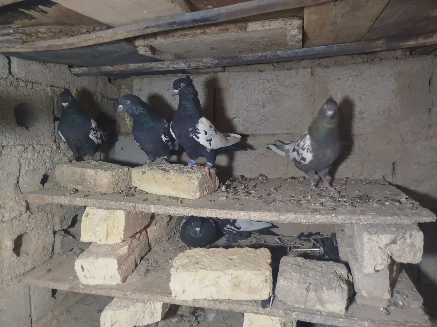 فروشی|پرنده|چادگان, |دیوار