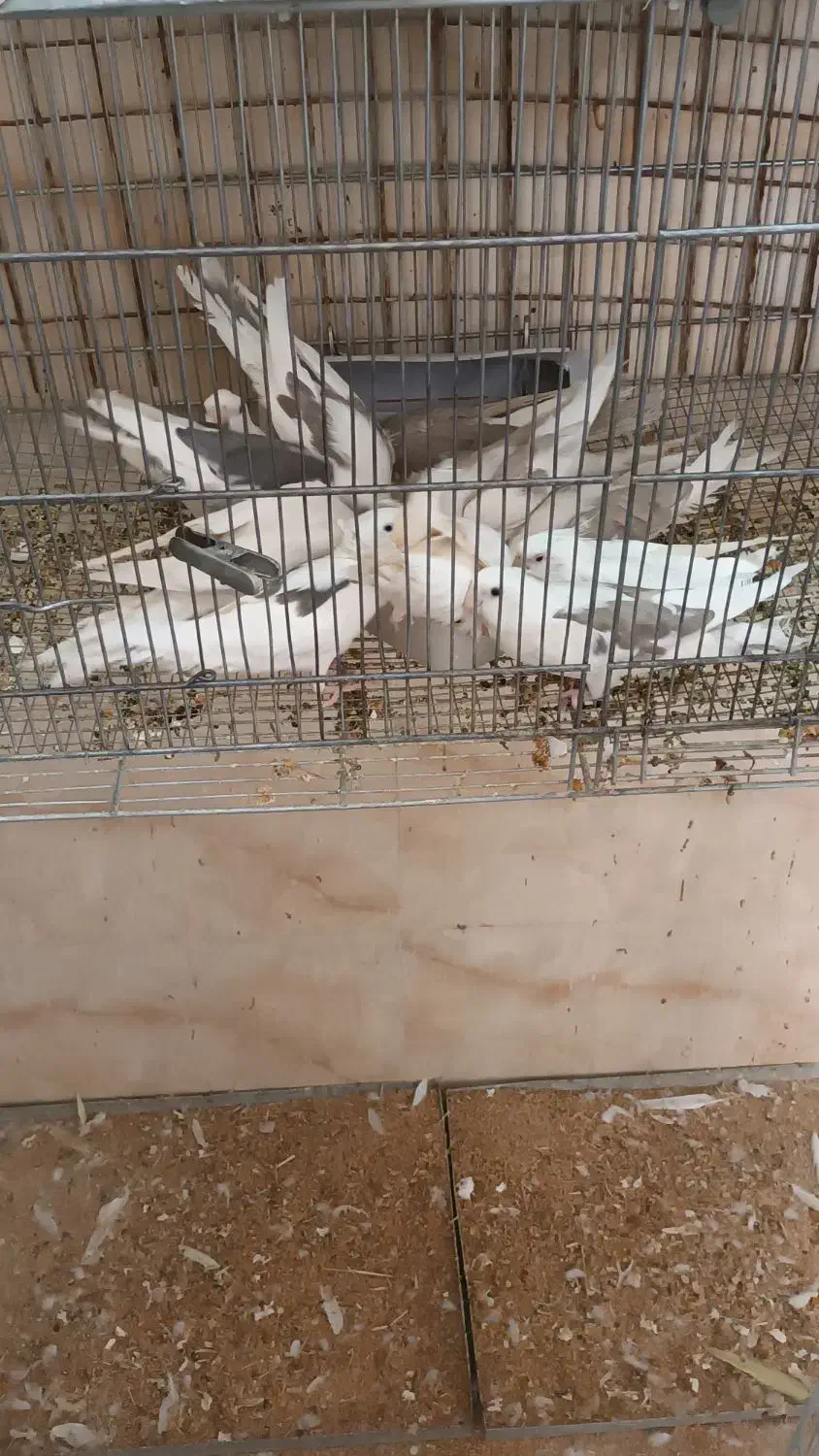 فروش عروس هلندی،برزیلی،قناری مستقیم از سالن پرورش|پرنده|صحنه, |دیوار