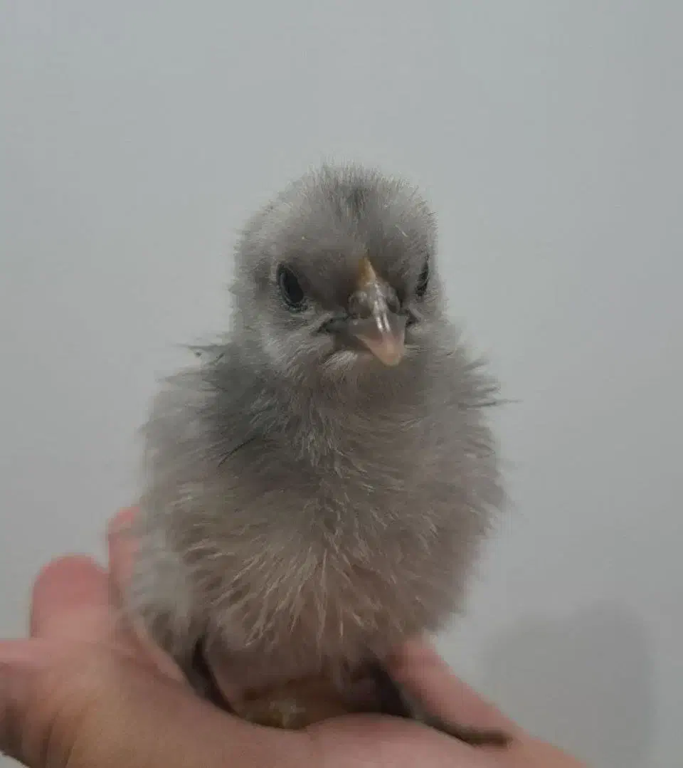 جوجه سلطان و جوجه محلی|حیوانات مزرعه|یزد, |دیوار