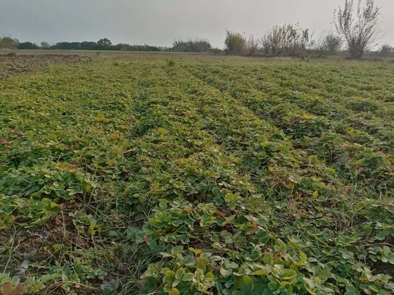 نهال توت فرنگی کاماروس|گل و گیاه طبیعی|مزرعه کتول, |دیوار