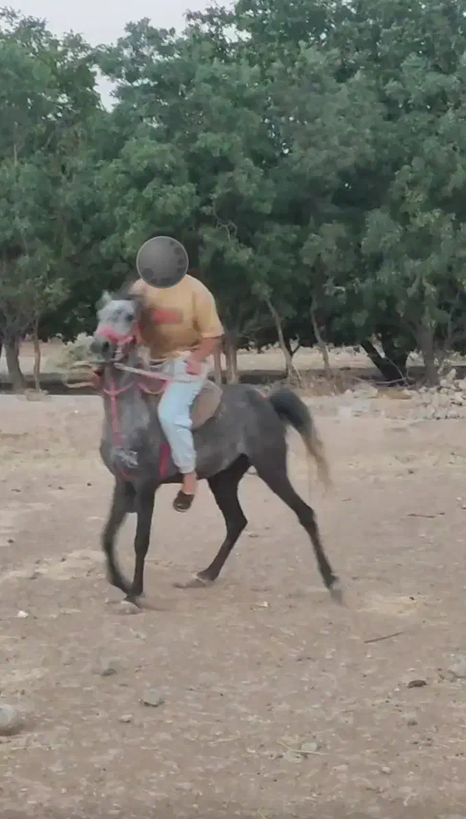 مادیون  کرد جفت زن|اسب و تجهیزات اسب‌سواری|بروجرد, |دیوار