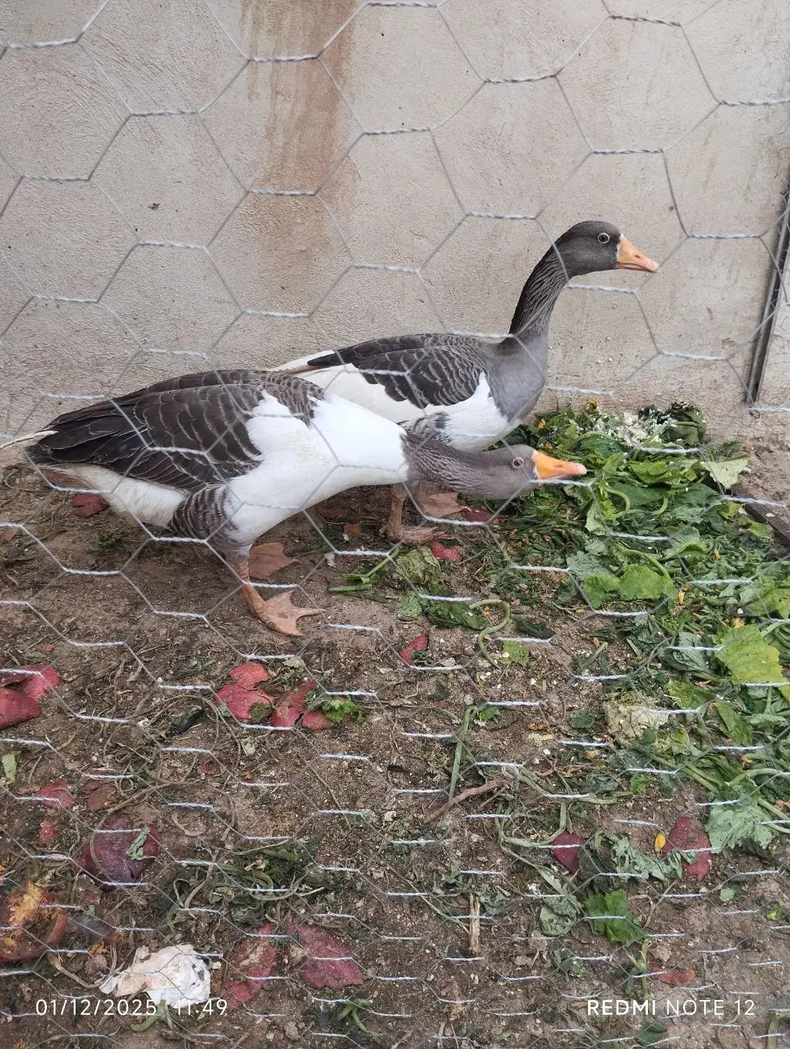 قاز محلی و مرغ محلی فریک|حیوانات مزرعه|تاکستان, |دیوار