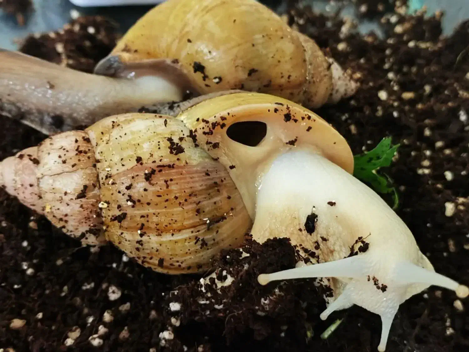 حلزون|خزنده|اهواز, کوروش|دیوار