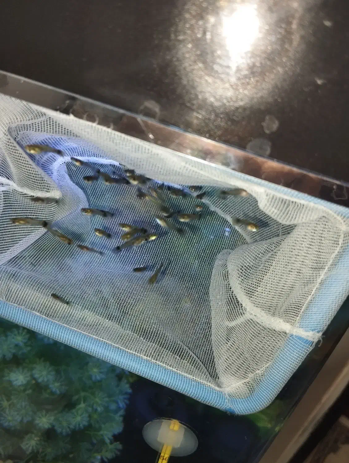 ماهی گوپی|ماهی|کرمانشاه, |دیوار