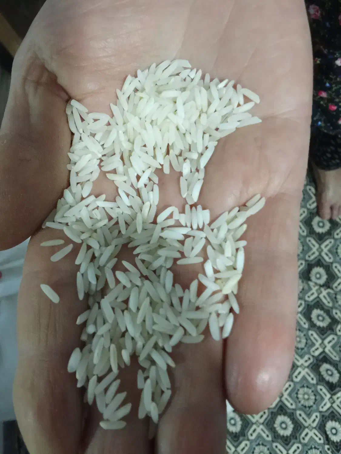 برنج هاشمی درجه یک|خوردنی و آشامیدنی|رشت, سلیمانداراب|دیوار