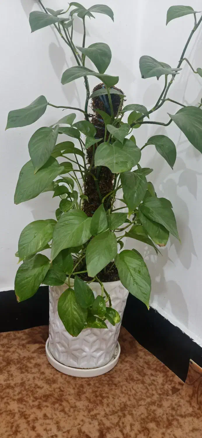 گل و گیاه|گل و گیاه طبیعی|دوگنبدان, |دیوار