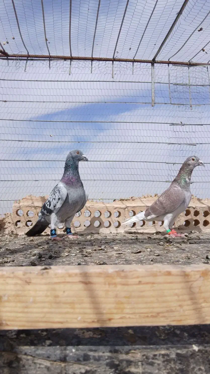 سه عدد کبوتر نر سالم|پرنده|تربت جام, رضاآباد|دیوار
