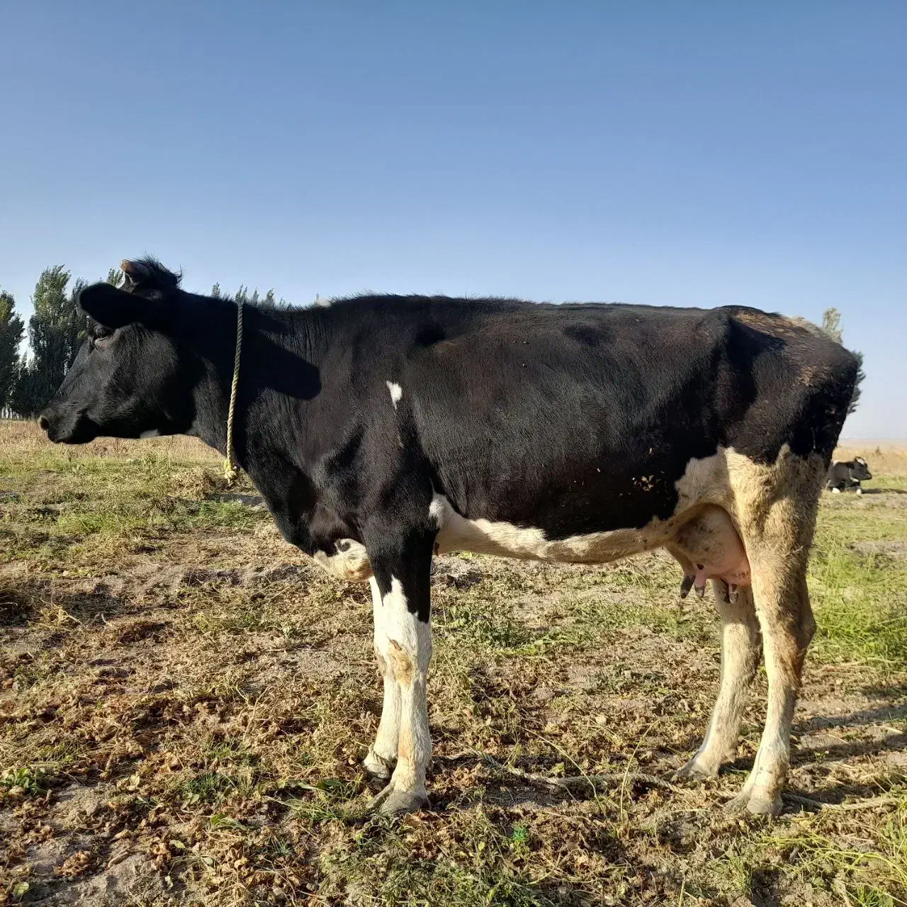 گاو شیری جوان|حیوانات مزرعه|سراب, |دیوار