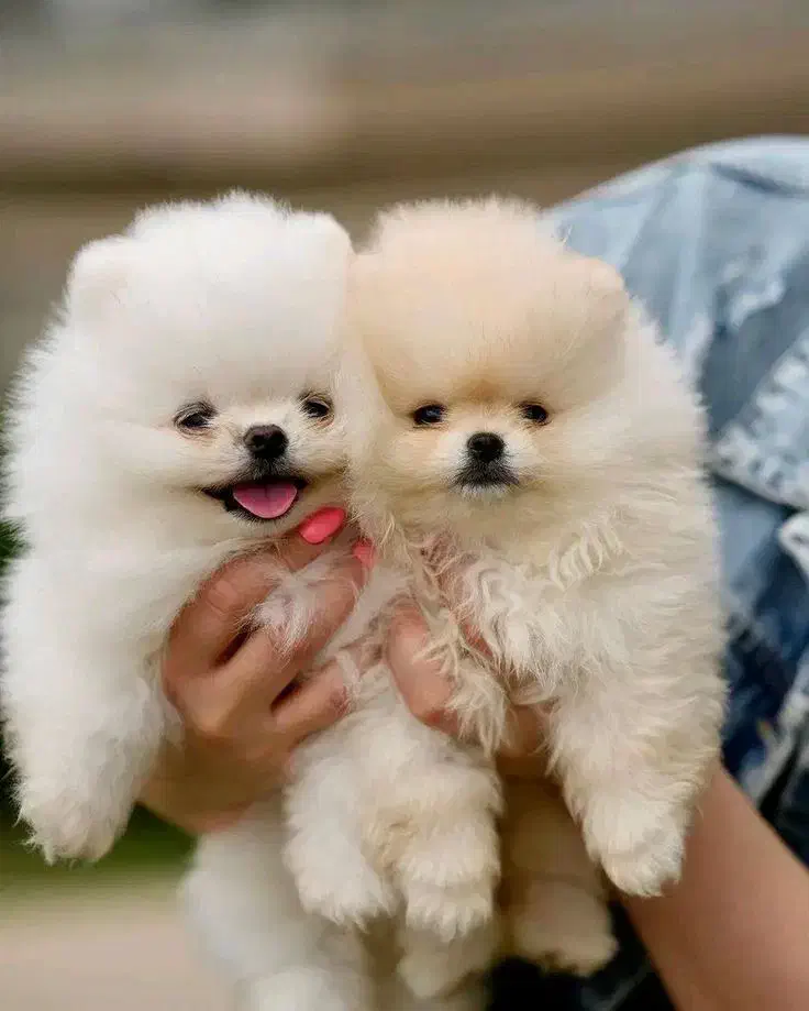 پودل /پامر/شیتزو/گلدن /چاو چاو|سگ|اصفهان, مولوی|دیوار