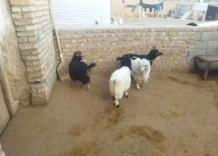 بزغاله|حیوانات مزرعه|مشهد, امیریه|دیوار