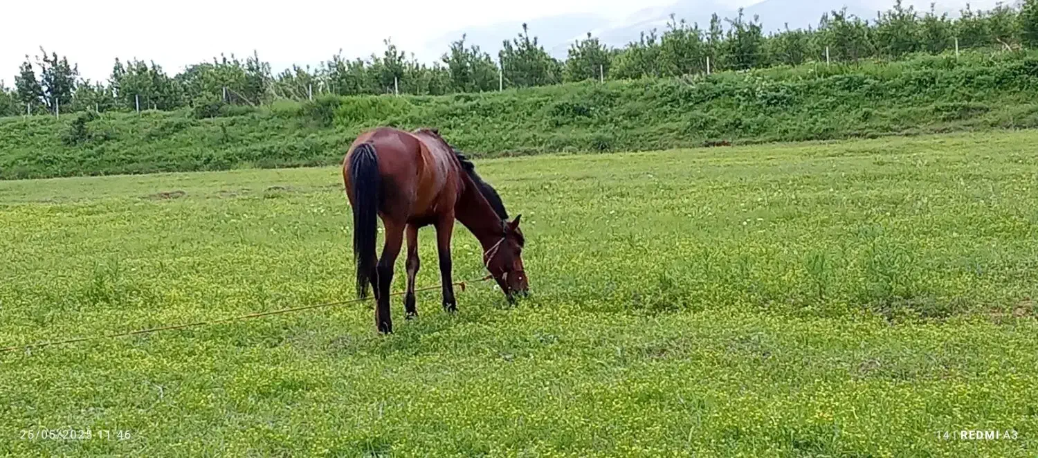 اسب آرام ونجیب بهترینه تو نوع خودش|اسب و تجهیزات اسبسواری|سیلوانه, |دیوار