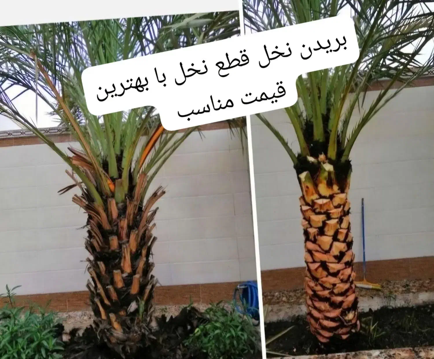 بریدن نخل قطع درخت هرس نخل سمپاشی ،،نخل استاد نخل|خدمات باغبانی و درختکاری|اهواز, نادری|دیوار