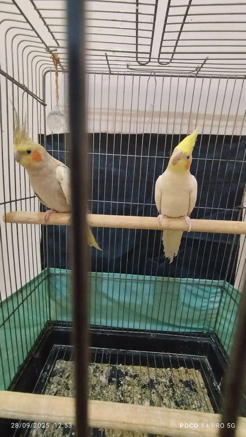 جفت عروس هلندی و جفت طوطی برزیلی|پرنده|قرچک, زیبا شهر|دیوار