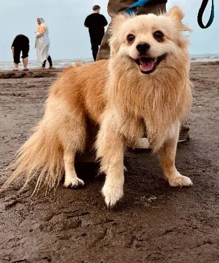 گمشده|حیوانات|تهران, خاک سفید|دیوار