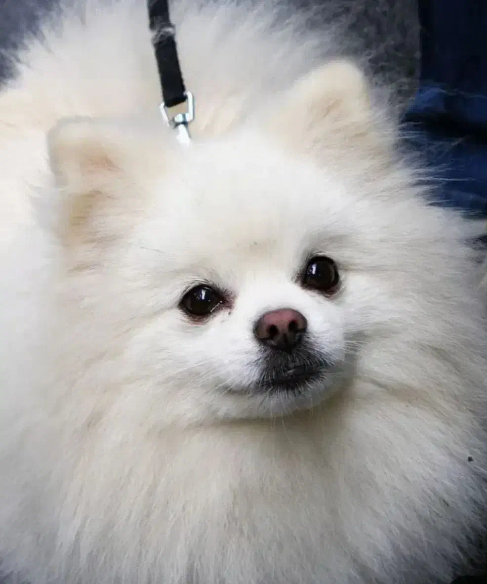 سگ پامر|سگ|قزوین, |دیوار