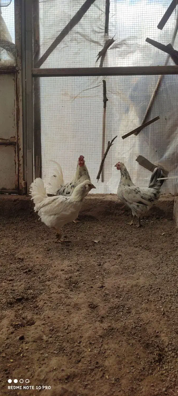 مرغ و خروس  گلین|حیوانات مزرعه|قم, زنبیل آباد|دیوار