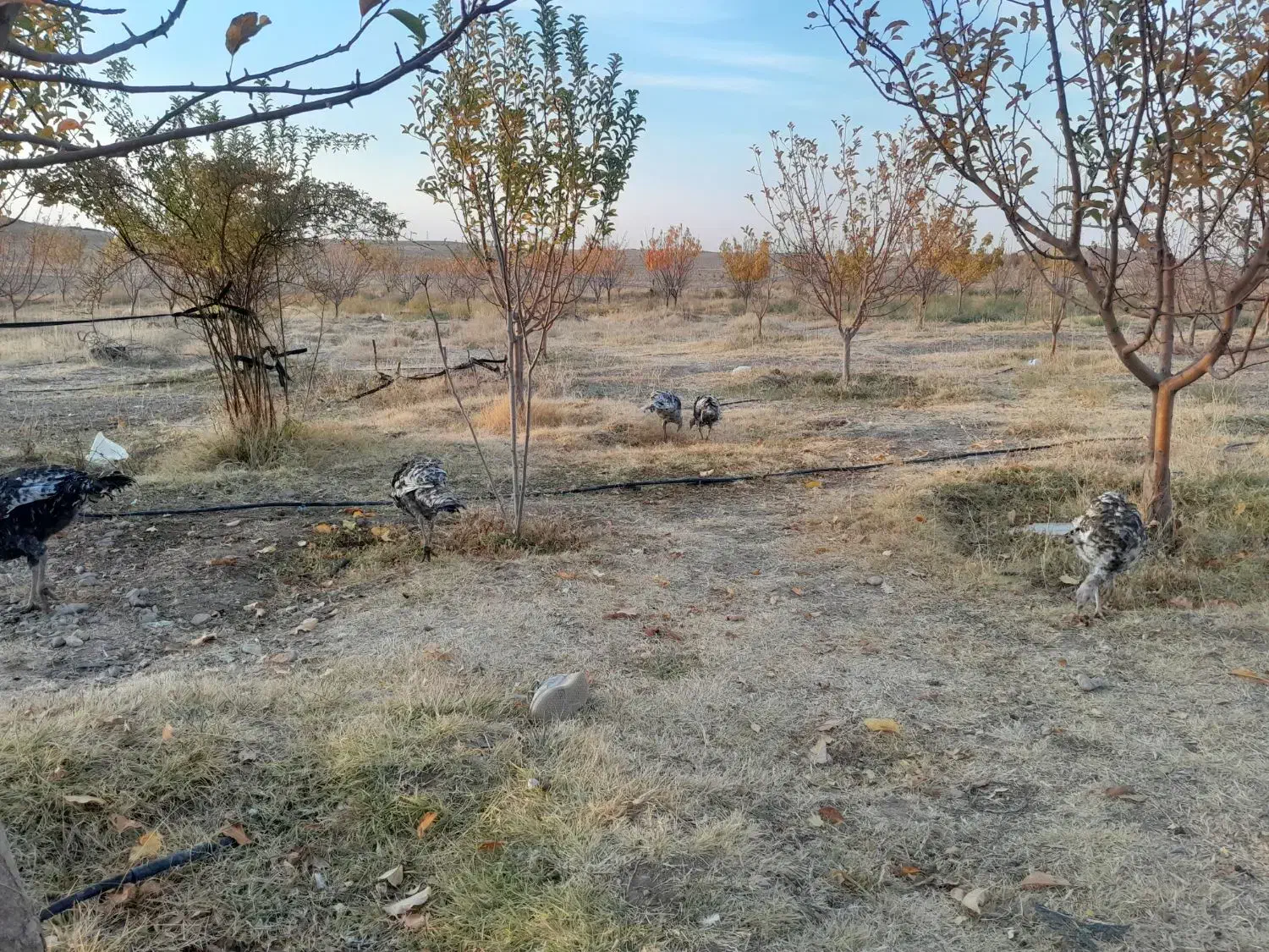 ۷ عدد بوقلمون|حیوانات مزرعه|زنجان, |دیوار