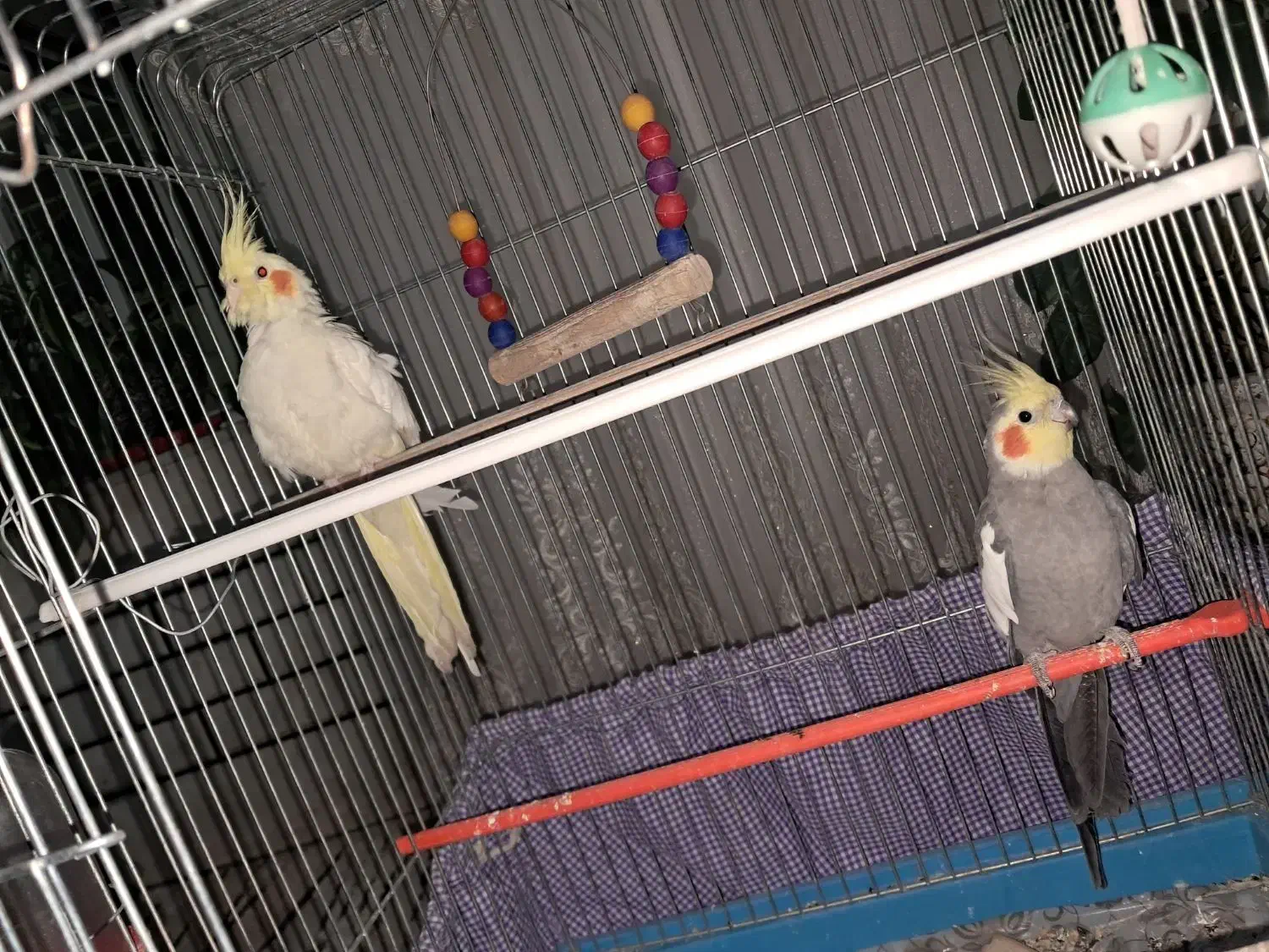 فروش یک جفت عروس هلندی بالغ|پرنده|ابریشم, |دیوار