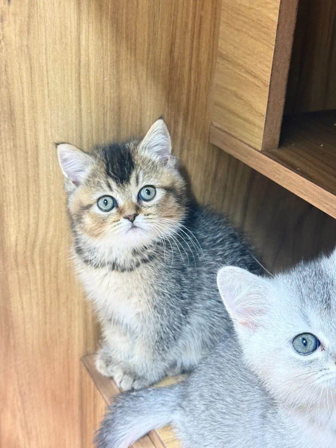 بچه گربه بریتیش گلد|گربه|لاهیجان, قیام|دیوار