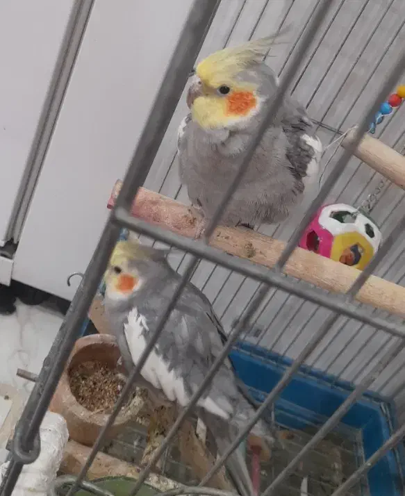 عروس هلندی|پرنده|شیروان (لرستان), |دیوار