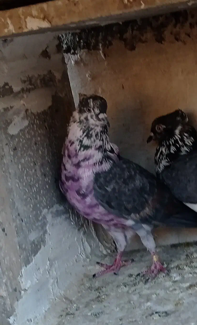 کفتر پرشی گرو|پرنده|ری, سیزده آبان|دیوار