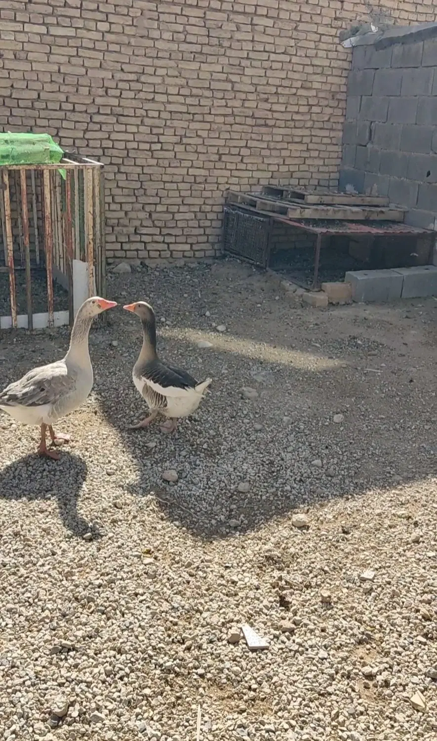 غاز|حیوانات مزرعه|بروجن, |دیوار