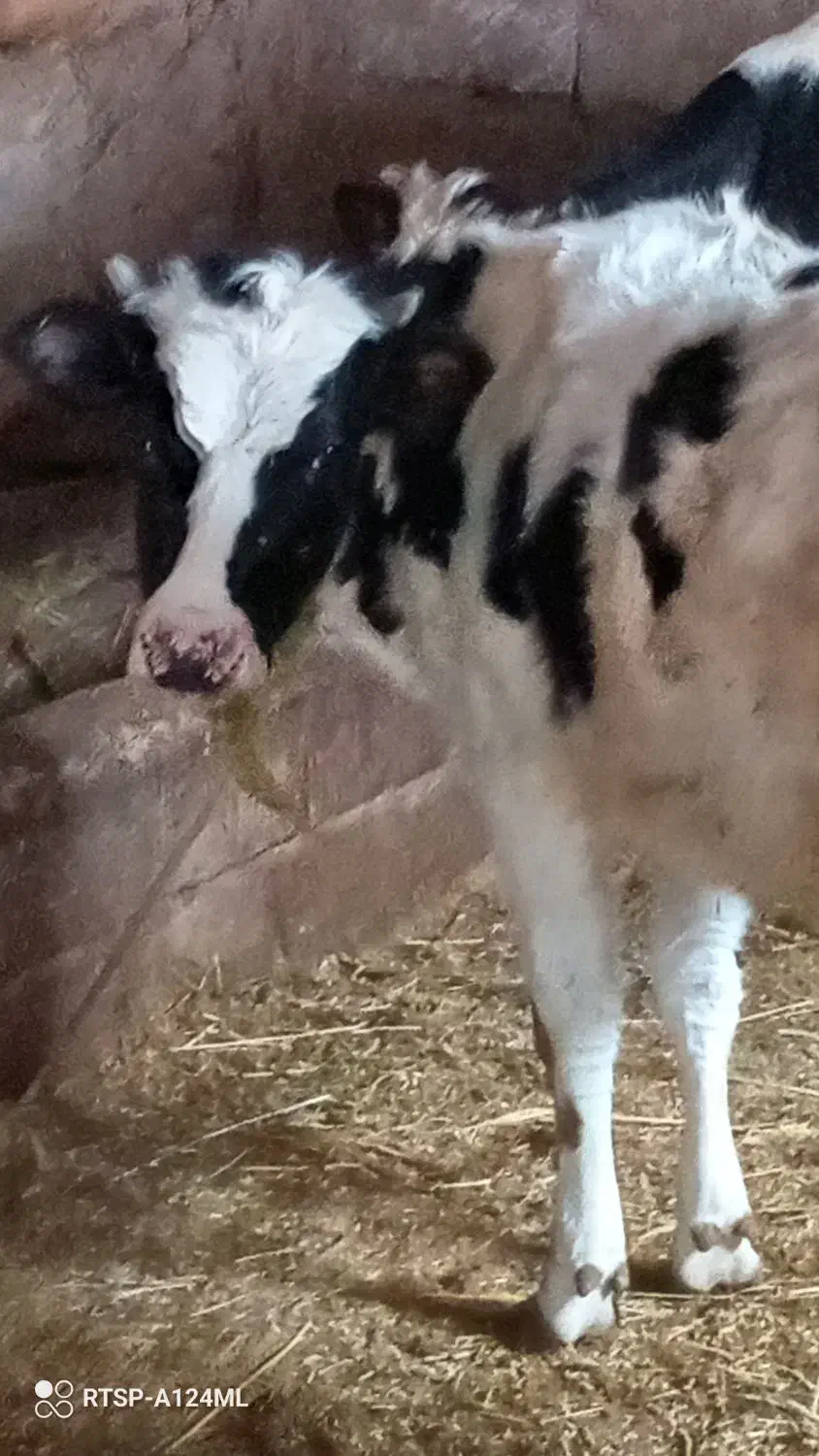 گاو ماده|حیوانات مزرعه|شوط, |دیوار