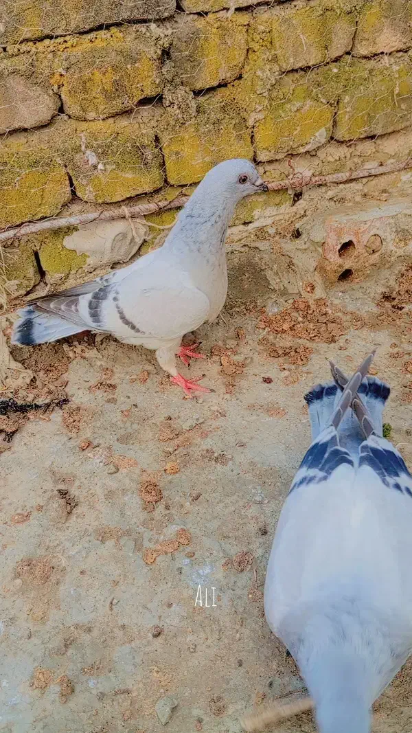 مصری|پرنده|گالیکش, |دیوار