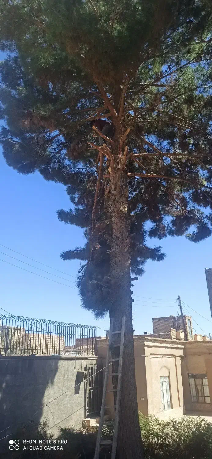 برش و بریدن و اصلاح درخت وخرید چوب|خدمات باغبانی و درختکاری|گناباد, |دیوار