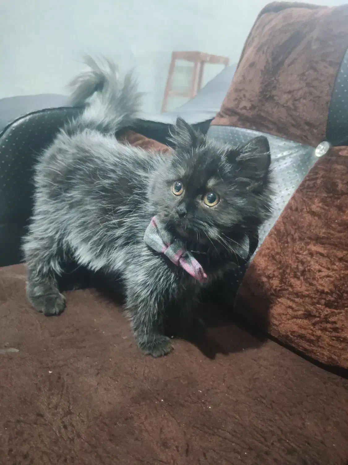 پرشین کلاسیک|گربه|میبد, |دیوار