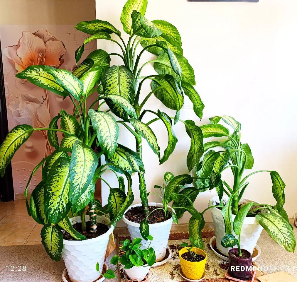 دیفن باخیا شیک وزیبا در اندازه های مختلف|گل و گیاه طبیعی|پاوه, |دیوار