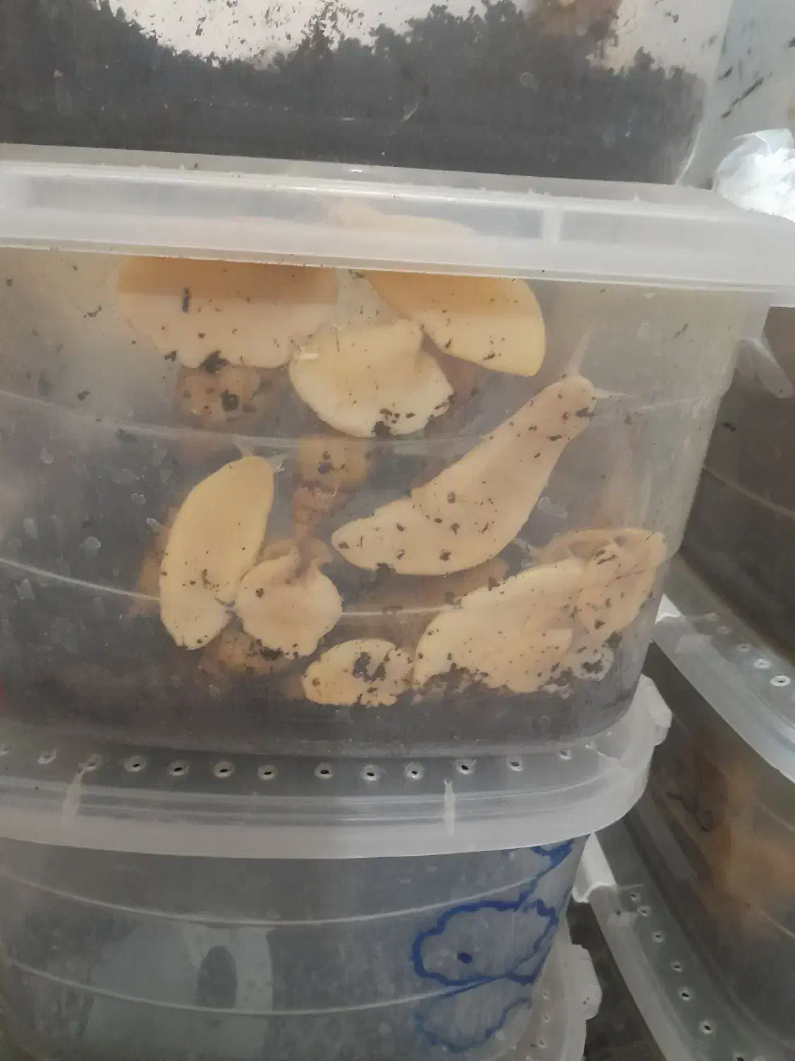 حلزون|خزنده|زاهدان, |دیوار