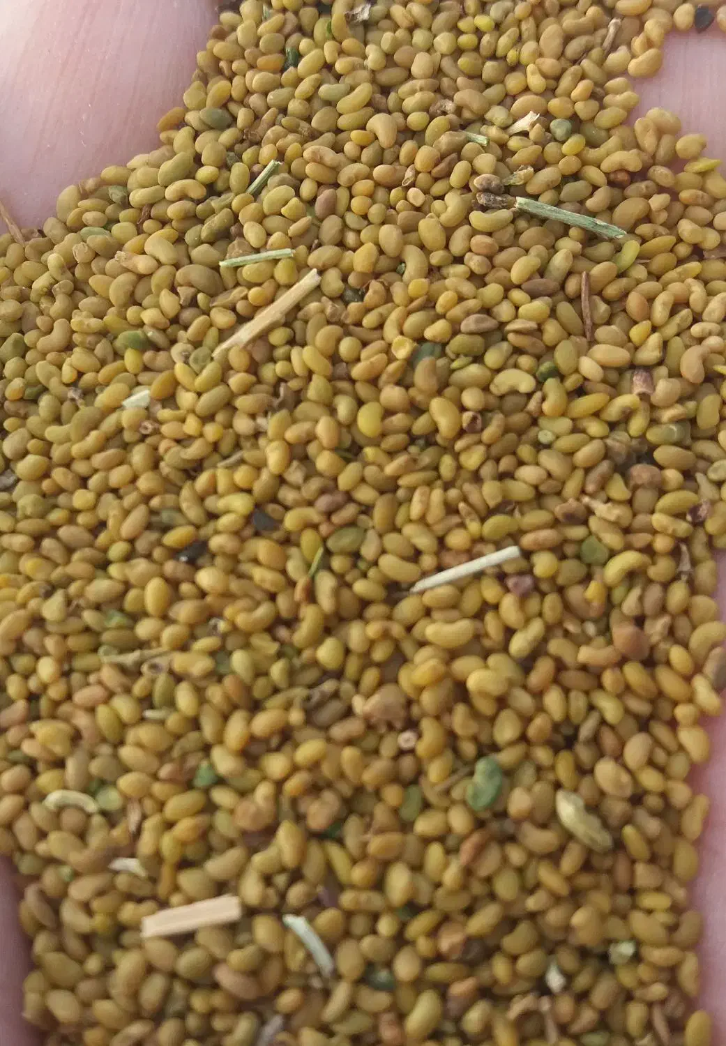 بذریونجه۴۱۰|گل و گیاه طبیعی|نیشابور, شهرک فیروزه|دیوار