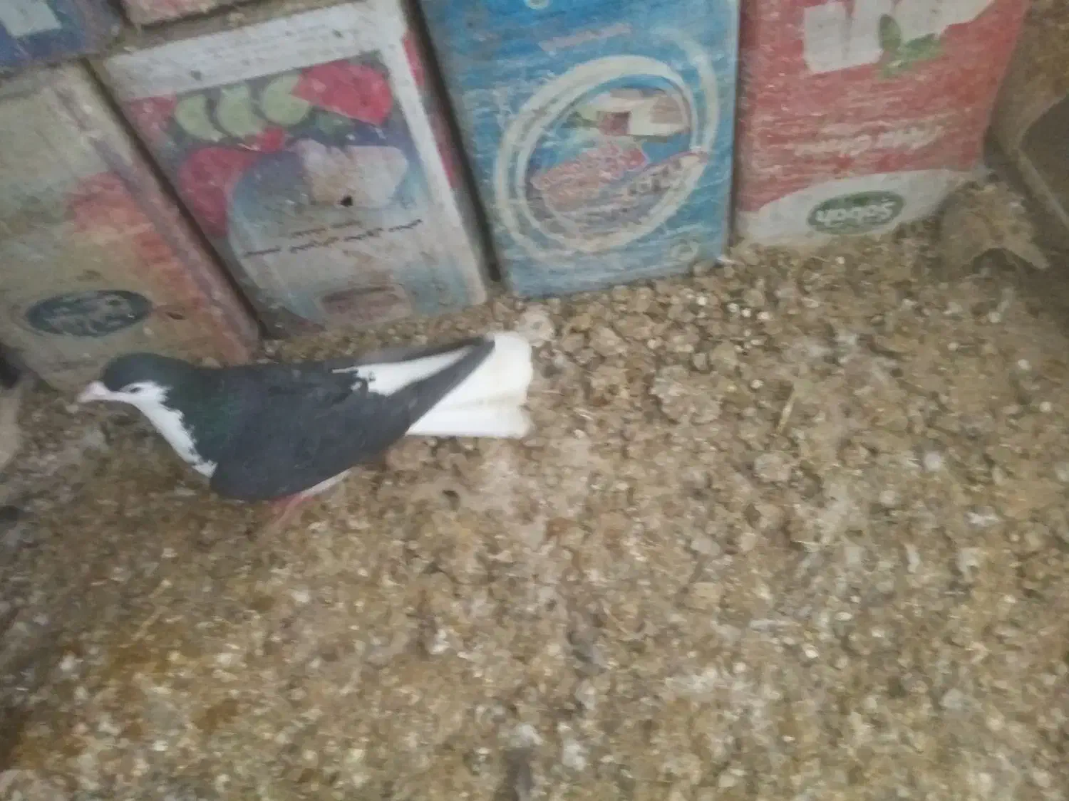 ساده سیاه|پرنده|بجنورد, |دیوار