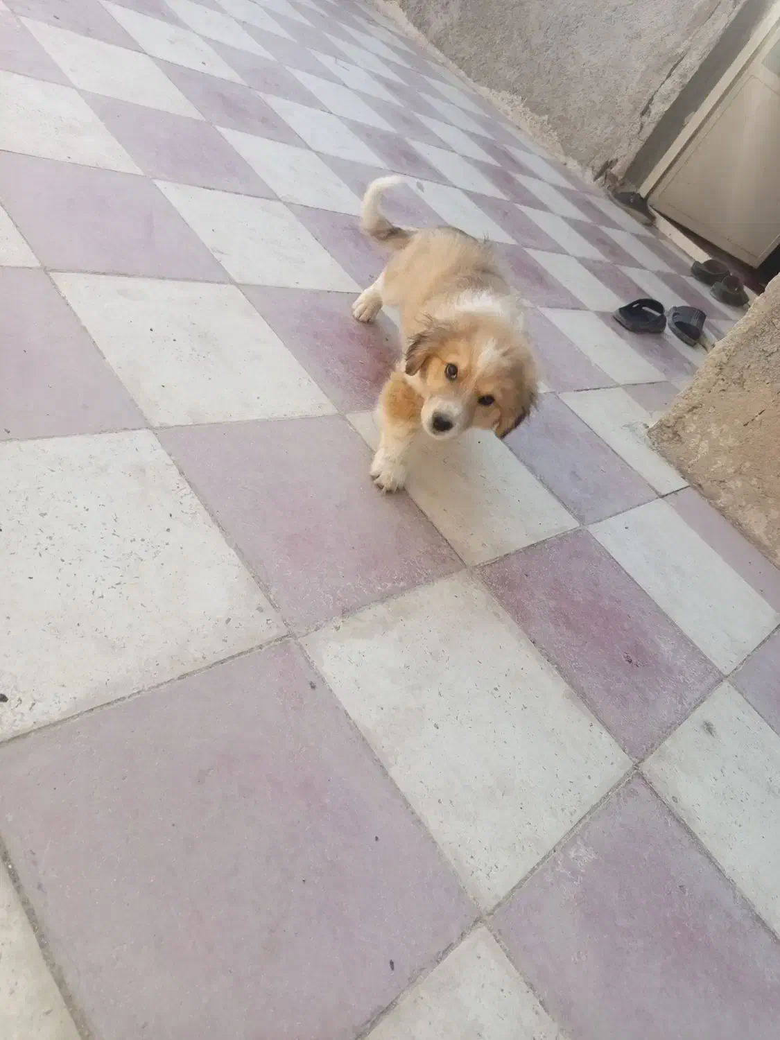 فروش سگ پشمالو زیبا و اروم و با ادب|سگ|کازرون, |دیوار